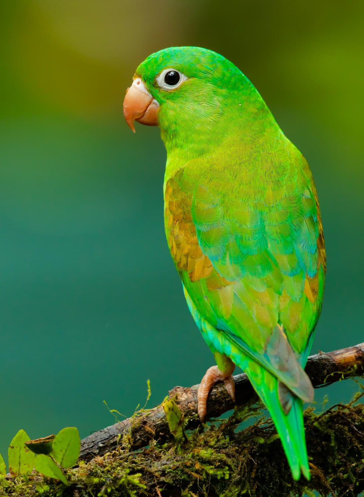 Bird Care Essentials
